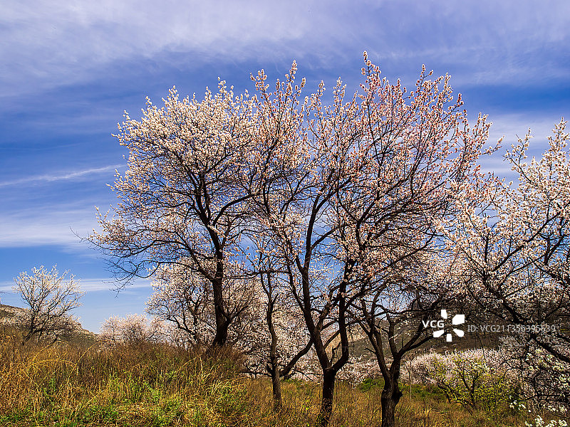 郑州伏羲山杏花—新密楼院杏花—神仙洞景区图片素材