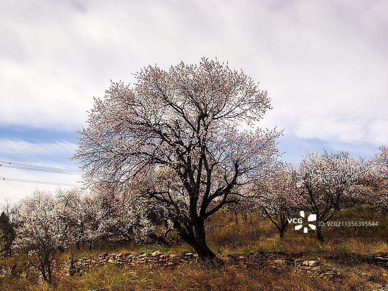 郑州伏羲山杏花—新密楼院杏花—神仙洞景区图片素材