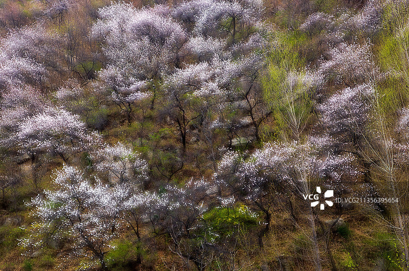 郑州伏羲山杏花—新密楼院杏花—神仙洞景区图片素材