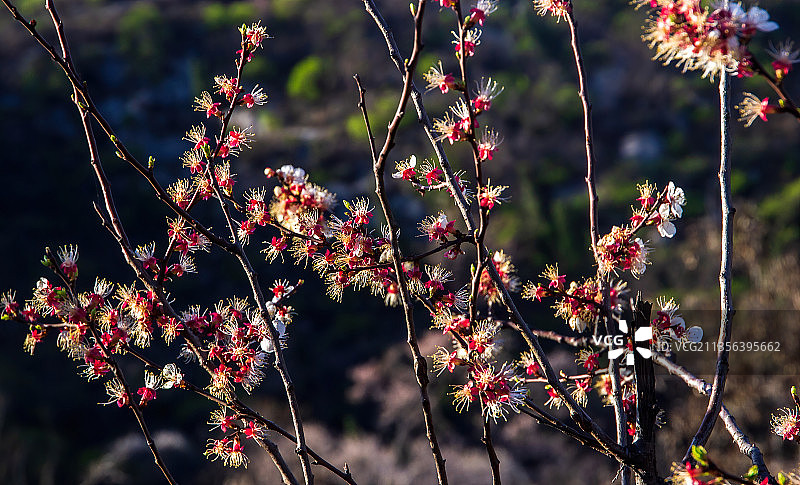 郑州伏羲山杏花—新密楼院杏花—神仙洞景区图片素材