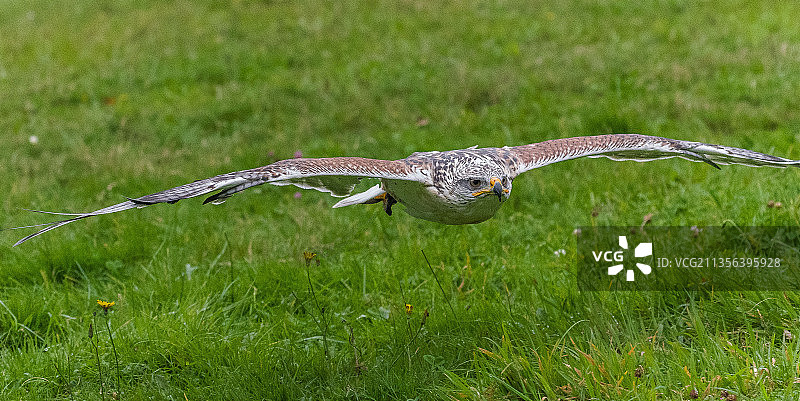 老鹰飞越法国朗布依埃田野的特写图片素材