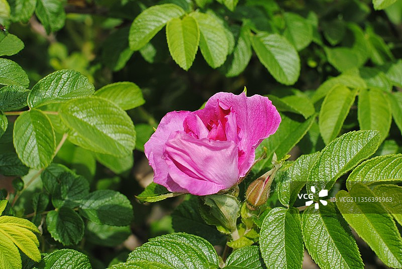 粉色玫瑰植物特写图片素材