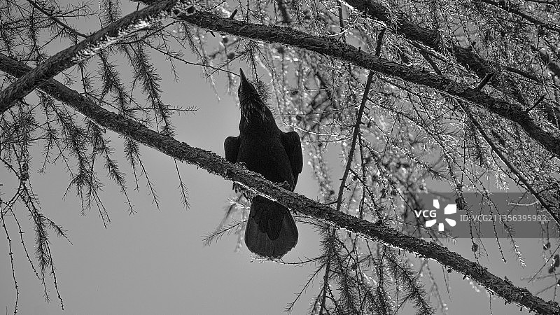 乌鸦栖息在光秃秃的树上，仰视拍摄图片素材