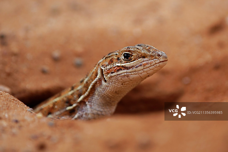 普通壁虎在岩石上的特写图片素材