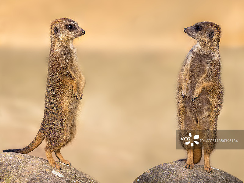 两只猫鼬看着镜头图片素材
