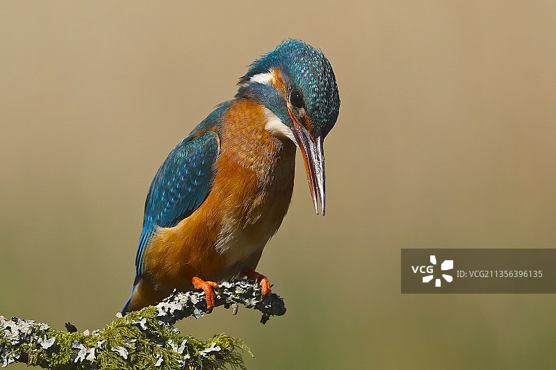 翠鸟栖息在树枝上特写，英国柯库布里图片素材