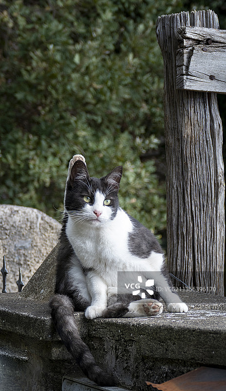 猫咪坐在挡土墙上，意大利坎帕尼亚诺切莱图片素材