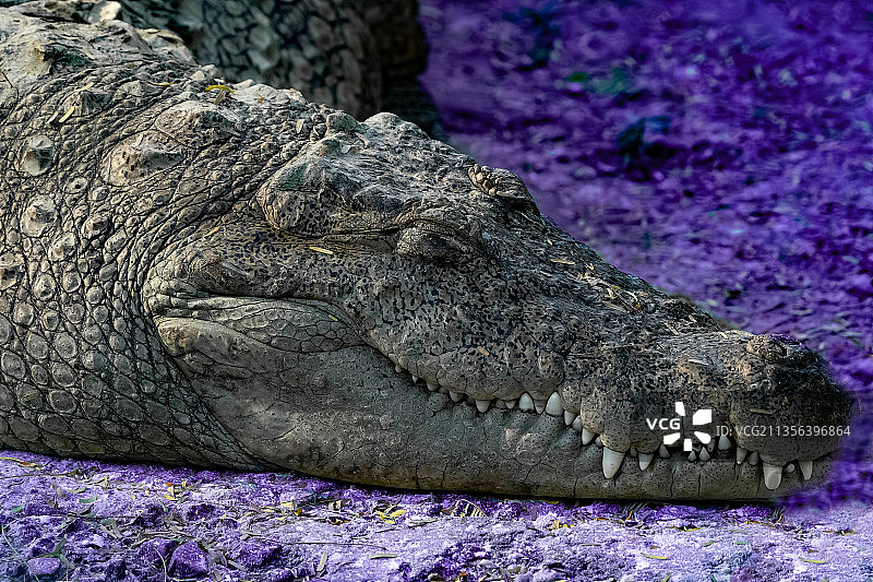 尼罗河澳洲咸水鳄在湖中游泳的特写图片素材
