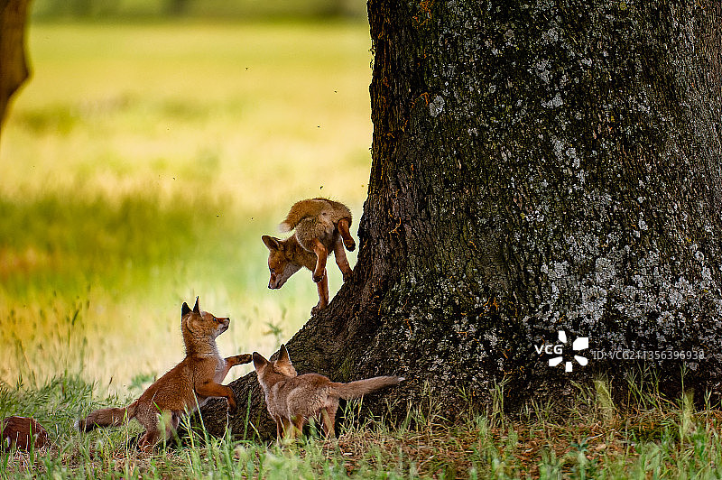 树干上的小狐狸图片素材