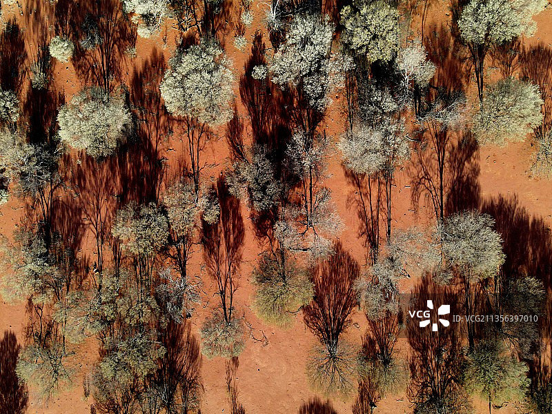 澳大利亚西澳大利亚州米卡萨拉橙色沙滩树影景观特写镜头图片素材