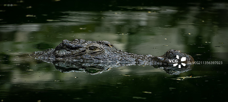 高角度拍摄：在湖中游泳的尼罗鳄图片素材