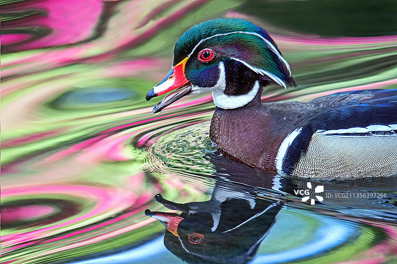 在湖中游泳的林鸳鸯特写图片素材