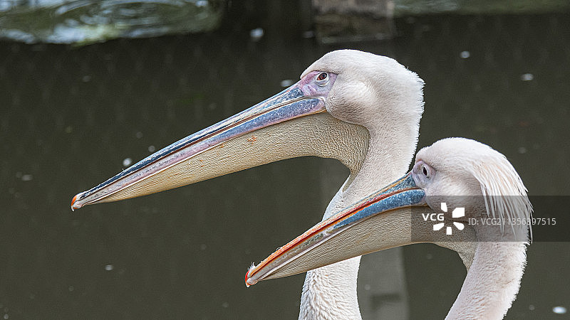 美洲白鹈鹕特写图片素材