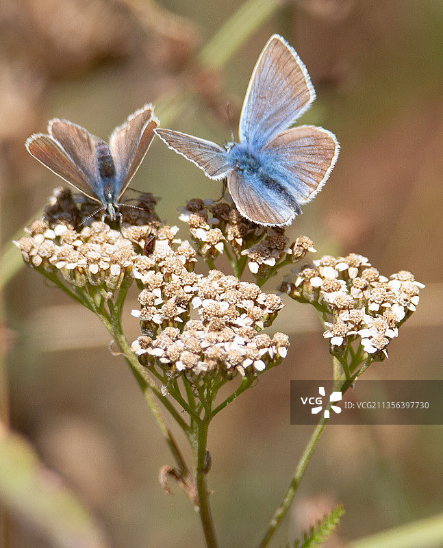 蝴蝶在花上授粉的特写镜头图片素材