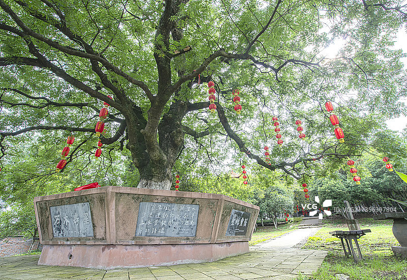 百年大树图片素材