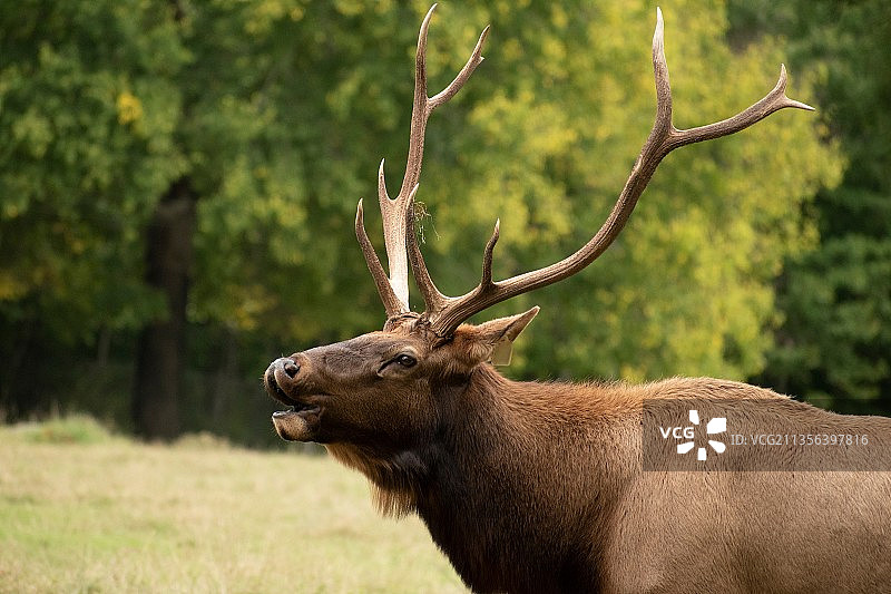 红鹿站在田野的侧面图片素材