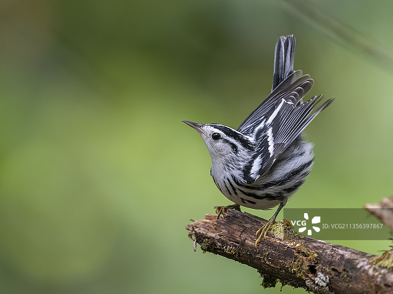 栖息在树枝上的鸣禽莺特写，哥斯达黎加埃雷迪亚图片素材