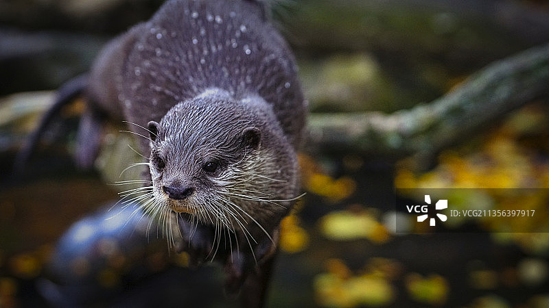岩石上的啮齿动物特写，卡尔斯鲁厄，德国图片素材