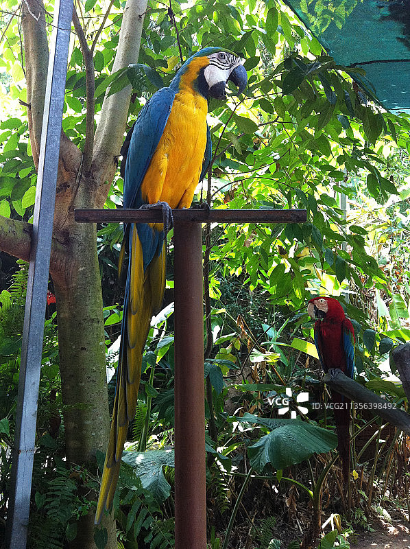 低角度拍摄：栖息在树上的金色和蓝色金刚鹦鹉，巴厘岛，印度尼西亚图片素材