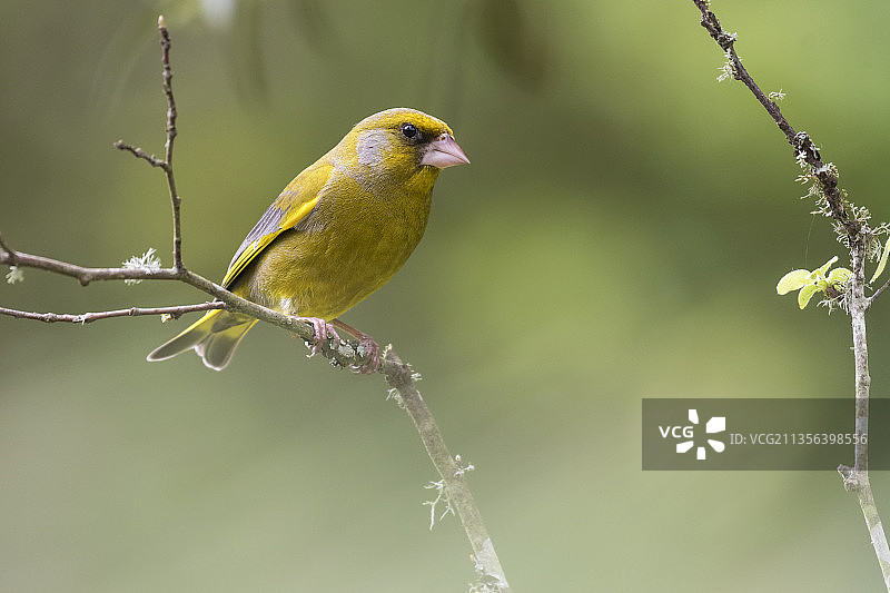 葡萄牙卡拉皮塔的树枝上的绿鸣雀特写图片素材