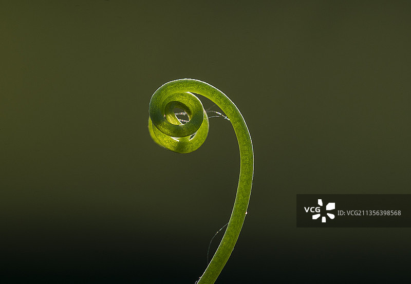 户外生长的植物特写图片素材