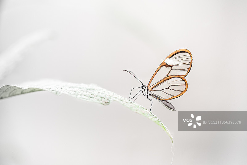 白色背景下，植物上的蝴蝶特写镜头图片素材
