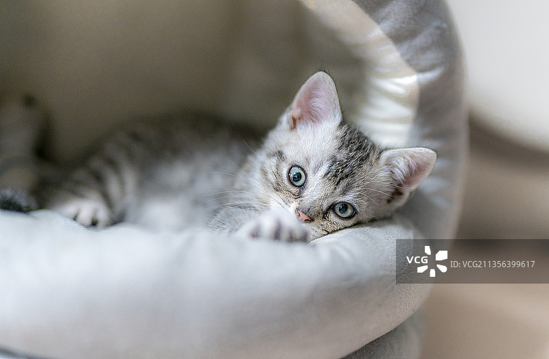 美国短毛银虎斑幼猫特写图片素材