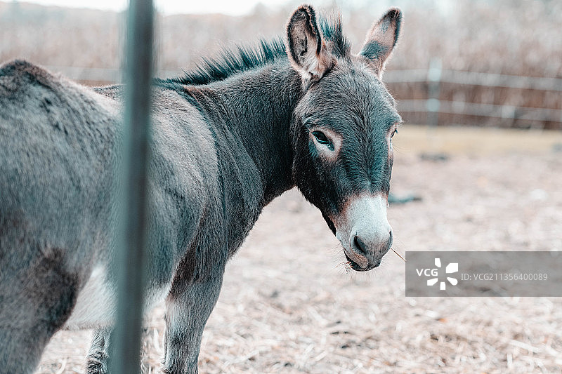 站立在田野上的狗的特写图片素材