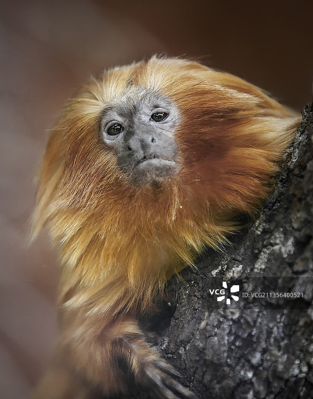 坐在树上的金狮面狨特写肖像图片素材