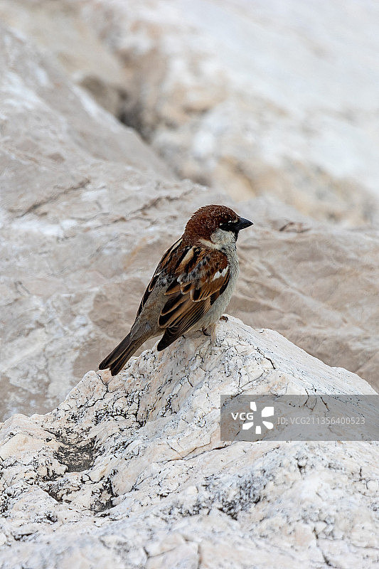 歌带鹀栖息在岩石上的特写图片素材