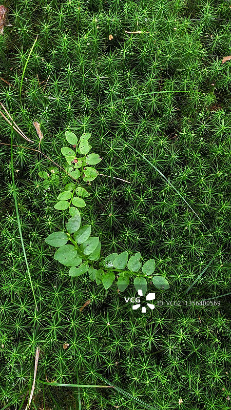 爱沙尼亚田野上的植物高角度景观图片素材