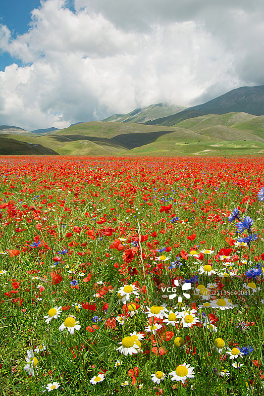 在天空的衬托下田野上开花植物的风景图片素材