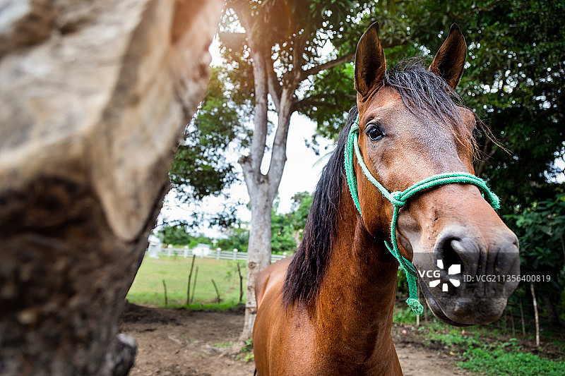 特写：树林里的小马图片素材