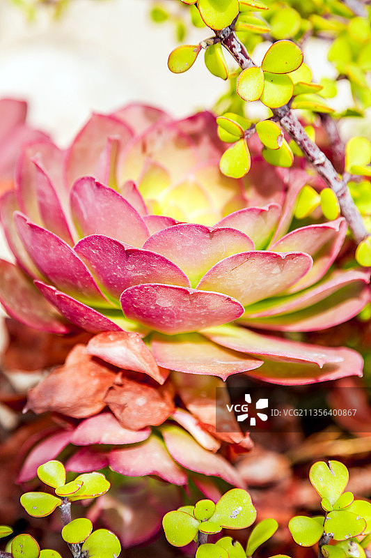 粉红色开花植物的特写图片素材