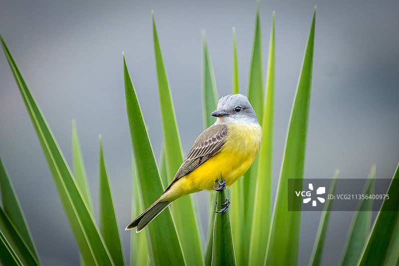 特写：鸣黄鹡鸰栖息于植物上图片素材