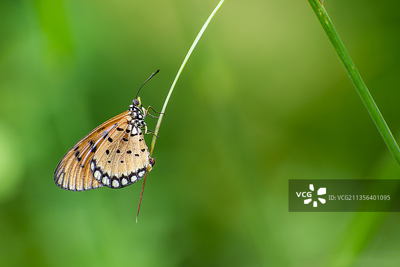 马来西亚树叶上的蝴蝶特写图片素材