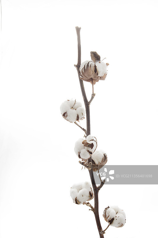 白色背景上的白色花朵特写图片素材