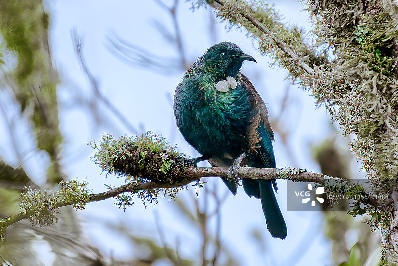 低角度拍摄歌椋鸟栖息在树枝上图片素材