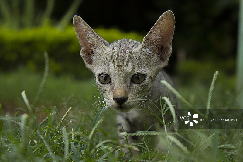 草地上的猫肖像图片素材