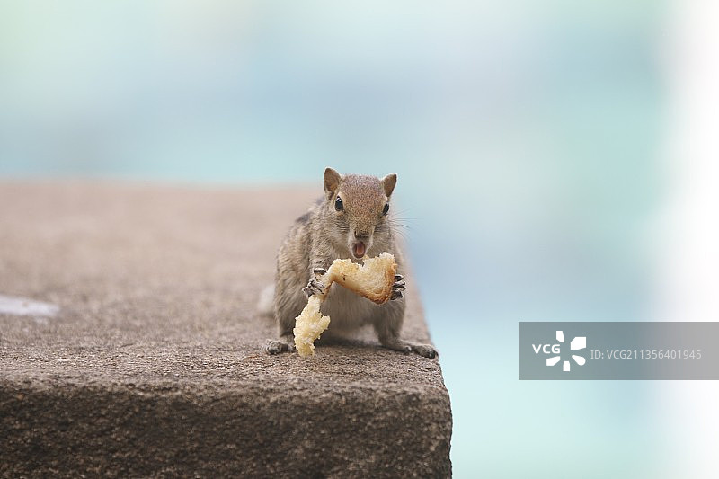 挡土墙上松鼠吃食物特写图片素材