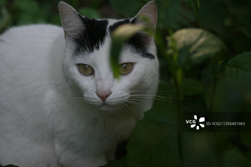 猫的特写肖像图片素材