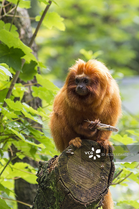 荷兰阿珀尔多伦，金狮面狨在树上吃东西的特写图片素材