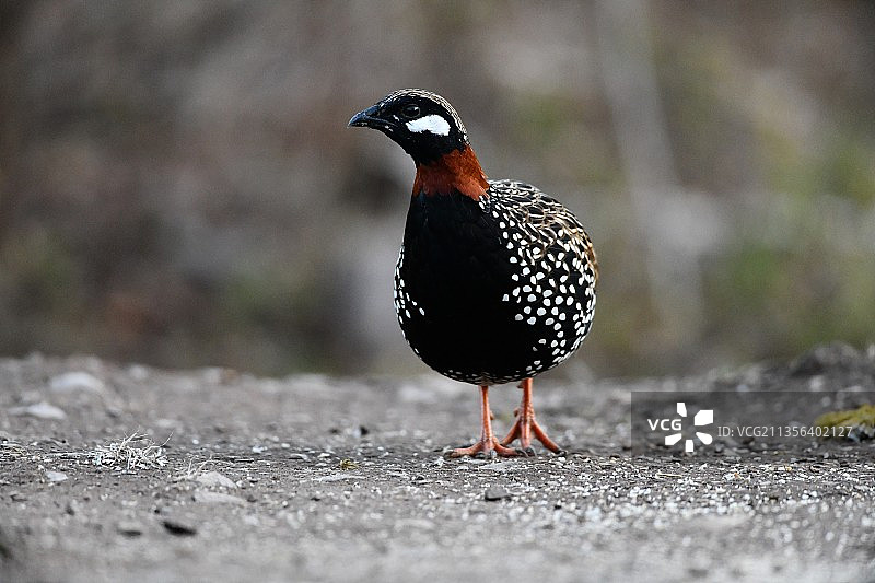 栖息在路上的鹧鸪特写图片素材