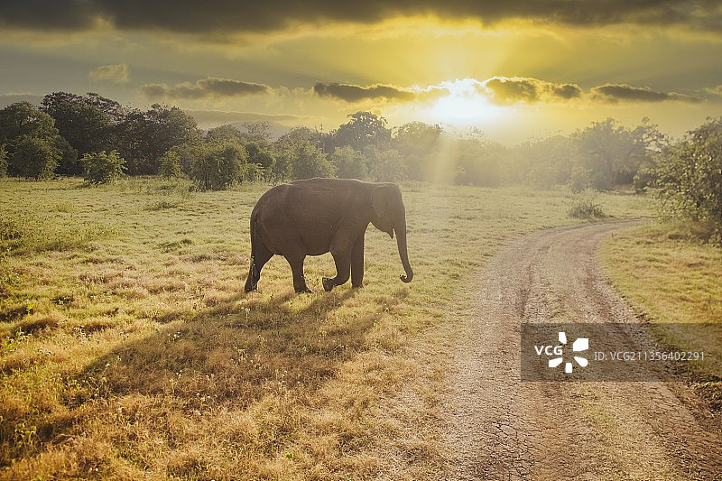 日落时分，斯里兰卡原野上非洲印度象的侧影图片素材