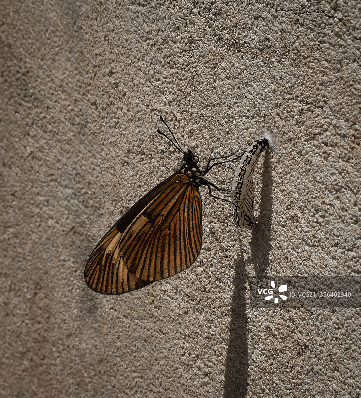 墙上的蝴蝶特写，拉戈，波多黎各，巴西图片素材
