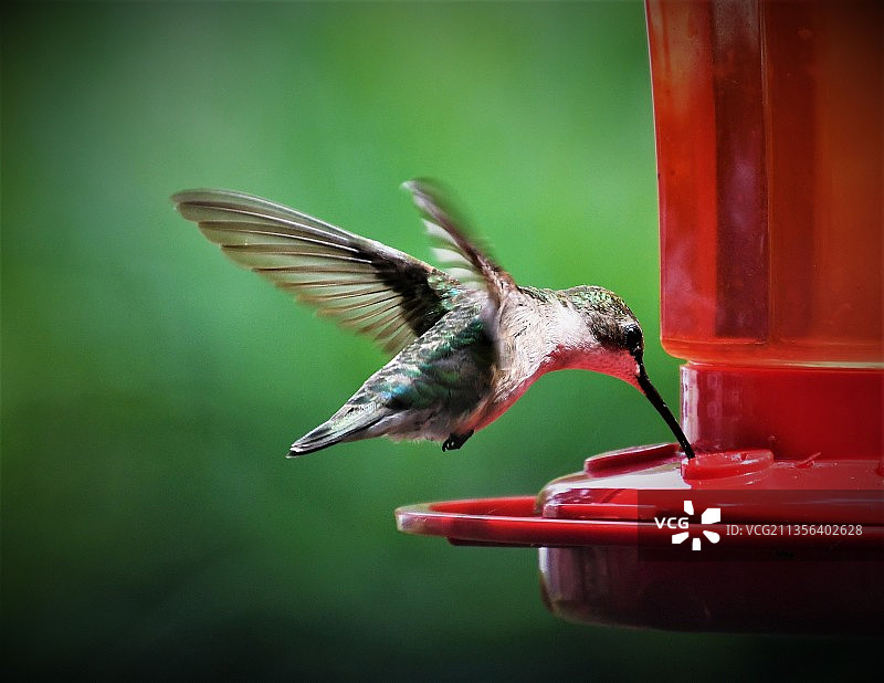 绿色喂鸟器特写，美国俄亥俄州斯托图片素材