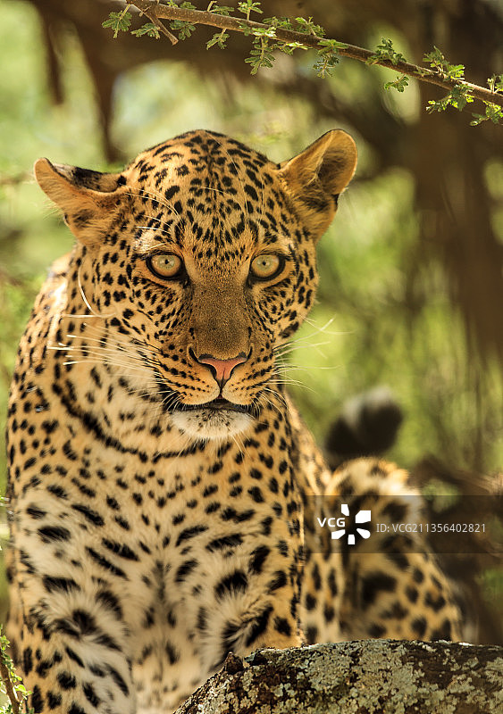豹子特写肖像图片素材
