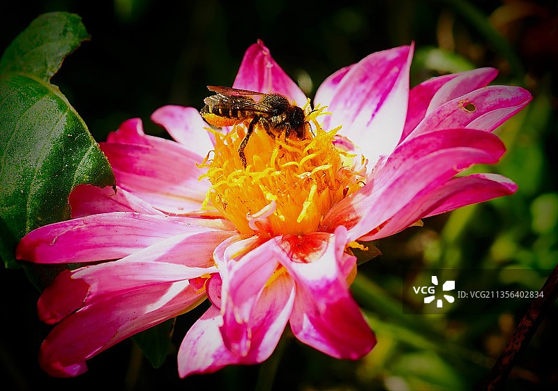 蜜蜂在粉红色花朵上的特写镜头图片素材