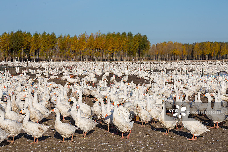 秋天水边一大群人工饲养的大鹅图片素材