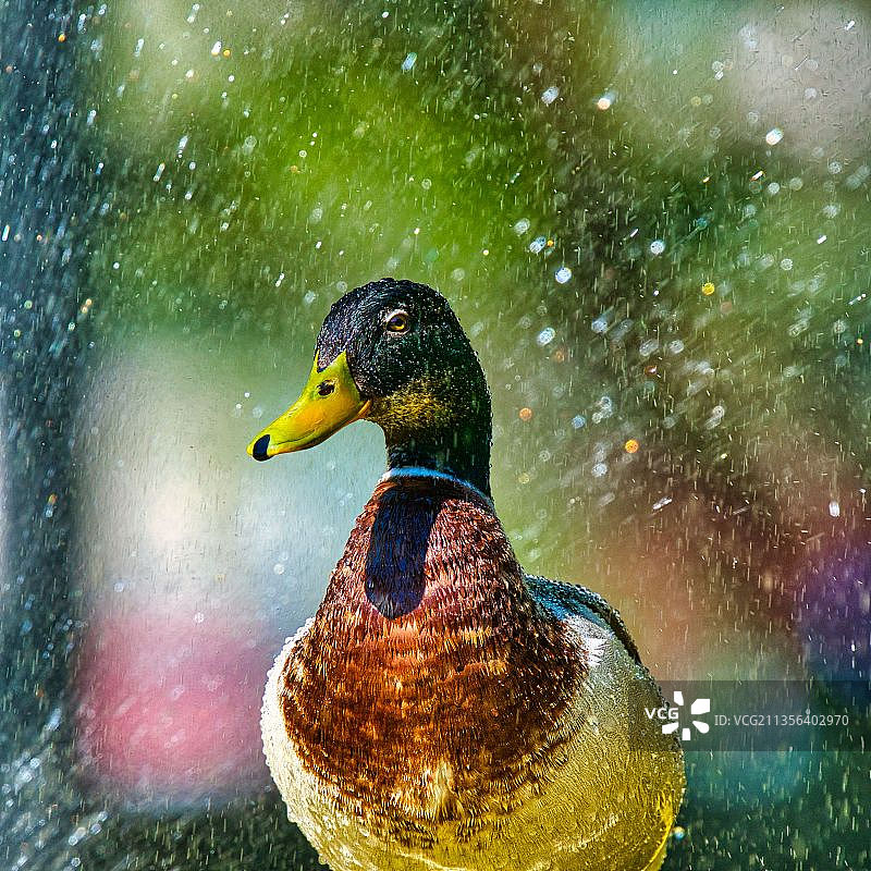 野鸭在湖里游泳的特写镜头图片素材